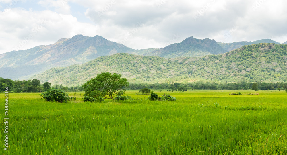 Rice fields in Sri Lankan hill country
