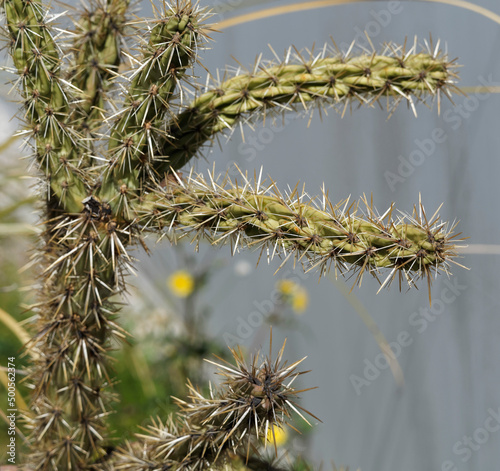 Cylindropuntia imbricata | Cactus rustique ou cholla à longs articles ou cladodes cylindriques et graphique aux aiguillons denses et acérés à floraison éphémère rose fuchsia photo