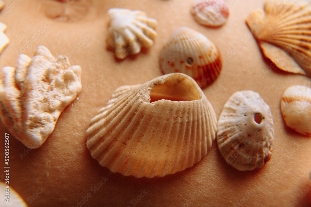 Different kinds of seashells, corals on woman body macro detail structure