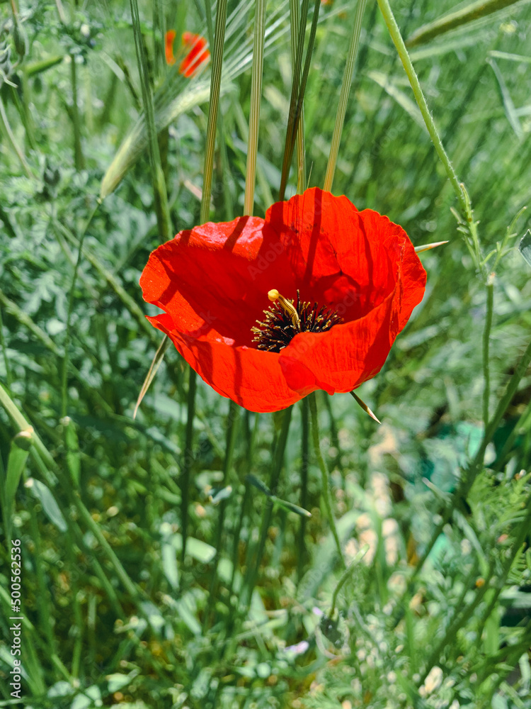 Red poppy flower symbolises love and martyr people in the world. Red poppy flower symbolises love and martyr people in the world.