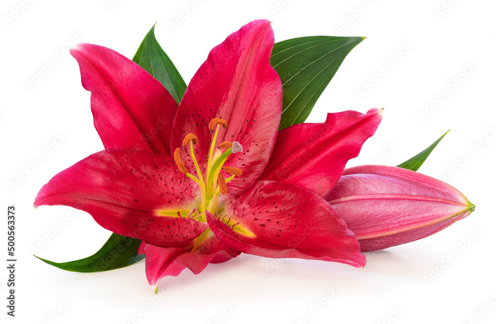 Wonderful red Lily with a bud isolated on white background, including clipping path without shade.