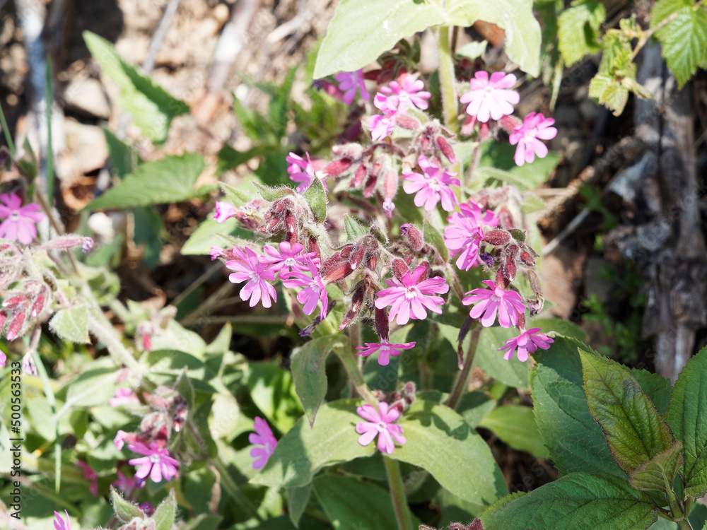 Silene dioica or red campion, wild plant of pink or carnation family growing on wet field in the southern Black Forest in germany Silene dioica or red campion, wild plant of pink or carnation family growing on wet field in the southern Black Forest in germany