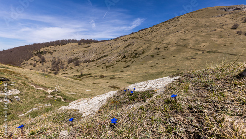 Mountain landscape with blue flowers in the foreground