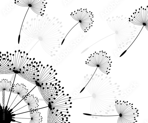 Fototapeta Naklejka Na Ścianę i Meble -  Vector illustration dandelion time. Black Dandelion seeds blowing in the wind. The wind inflates a dandelion isolated on white background.