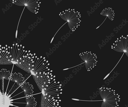 Vector illustration dandelion time. Black Dandelion seeds blowing in the wind. The wind inflates a dandelion isolated on white background.