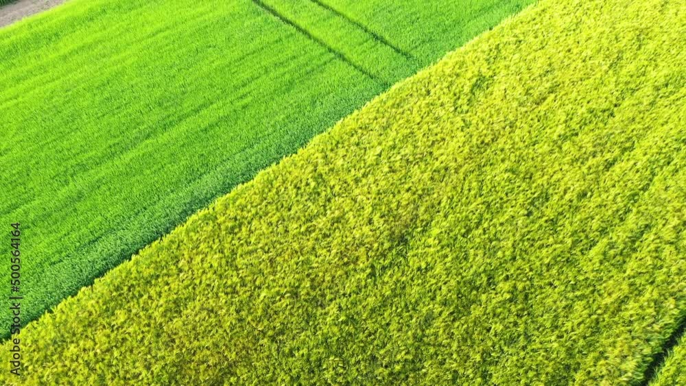 Green flax fields and wheat fields , in Europe, France, Normandy, Seine Maritime, towards Fecamp, in summer, on a sunny day. Green flax fields and wheat fields , in Europe, France, Normandy, Seine Maritime, towards Fecamp, in summer, on a sunny day.