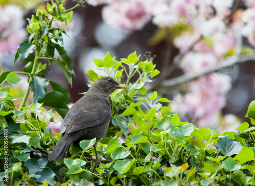 Blackbird in Ivy Bush with Cherry Blossom