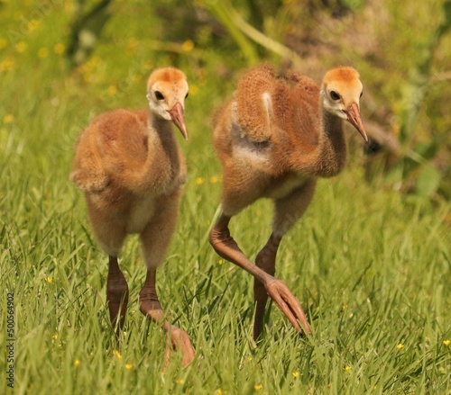 Sandhill crane baby chicks colts sweetwater wetlands park gainesville Florida