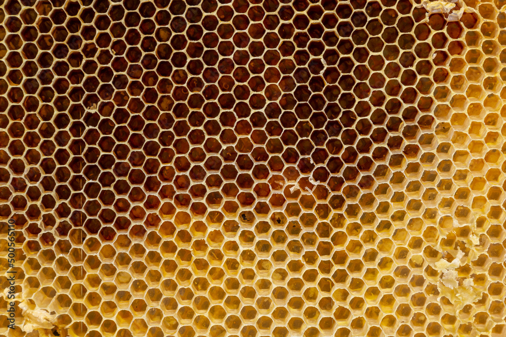 Background texture and pattern of a section of wax honeycomb from a bee hive filled with golden honey in a full frame view Background texture and pattern of a section of wax honeycomb from a bee hive filled with golden honey in a full frame view