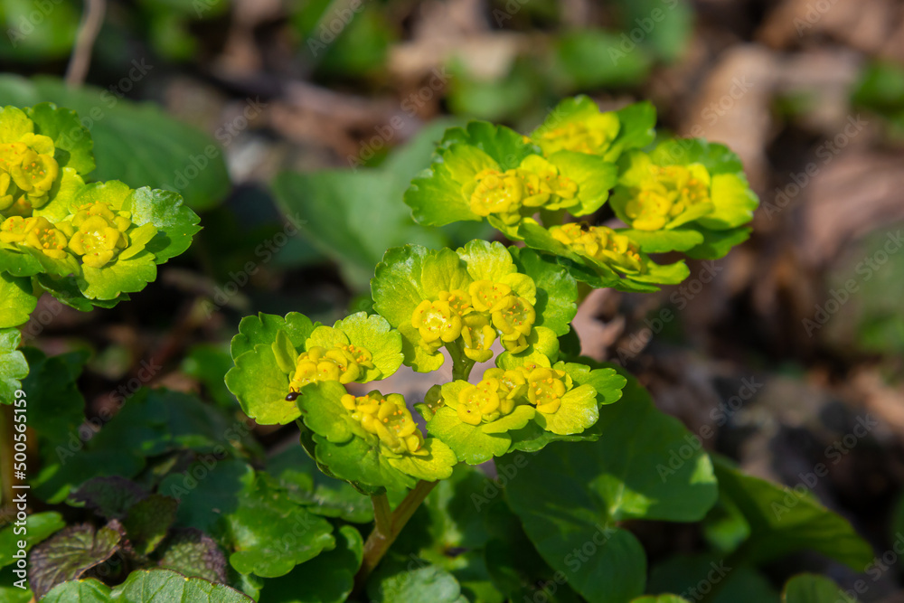 Blooming Golden Saxifrage Chrysosplenium alternifolium with soft edges. Selective focus. Has healing properties. Yellow spring small flowers Blooming Golden Saxifrage Chrysosplenium alternifolium with soft edges. Selective focus. Has healing properties. Yellow spring small flowers