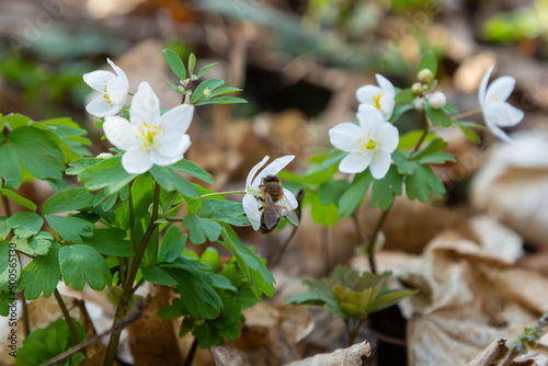 False Anemone or Isopyrum thalictroides, white anemone like flowering early spring european plant inhabitating woodlands, family Ranunculaceae native to Eurasia photo