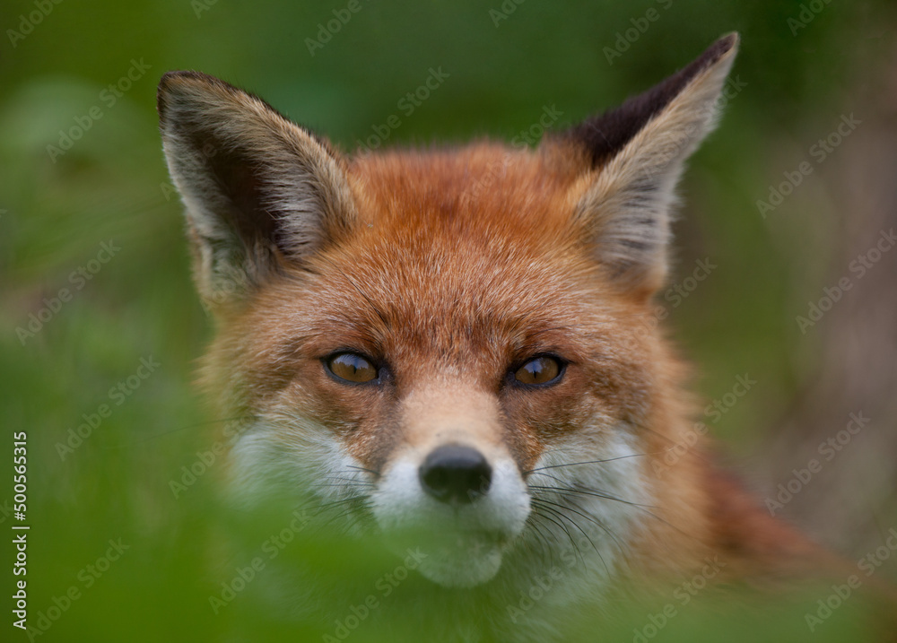 Red Fox (Vulpes vulpes) Hiding Red Fox (Vulpes vulpes) Hiding