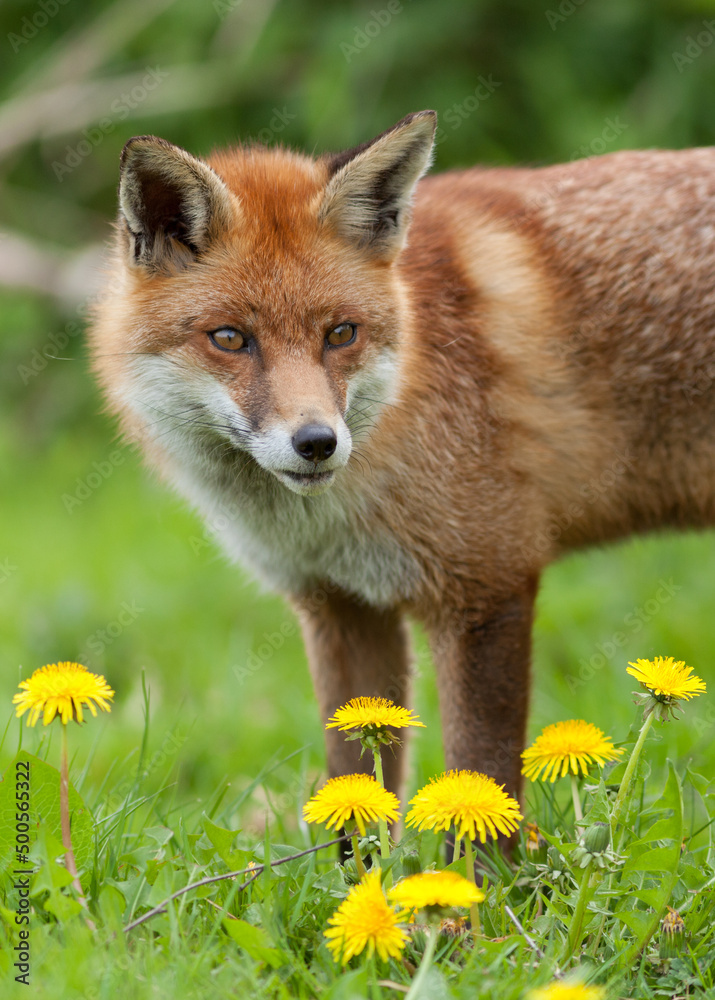 Fototapeta premium Red Fox (Vulpes vulpes) Standing