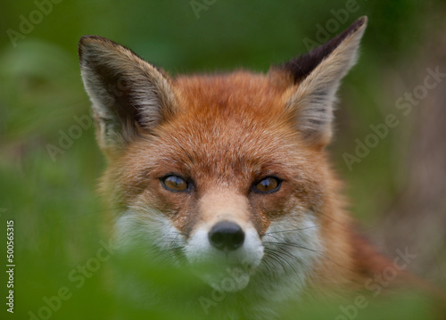 Red Fox (Vulpes vulpes) Hiding © Richard Hadfield