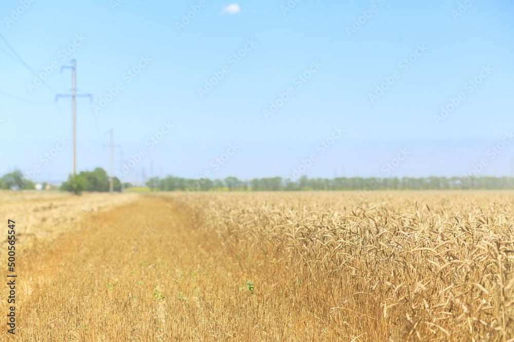 Fototapeta premium Golden wheat landscape on agriculture field