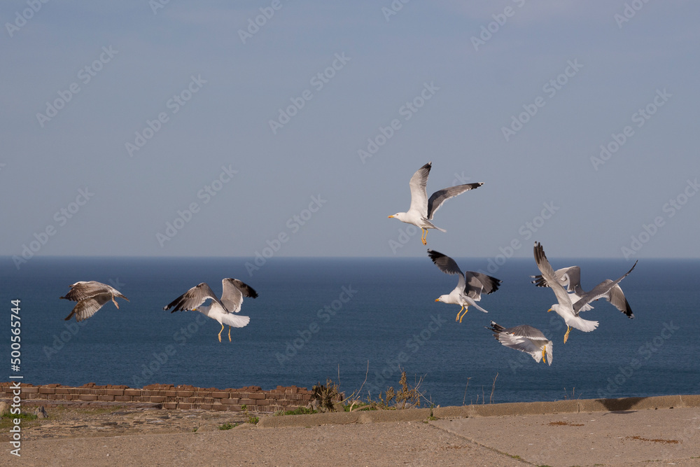 Gaviotas, Costa Brava, Mar Mediterráneo., Portbou, Cataluña. España Gaviotas, Costa Brava, Mar Mediterráneo., Portbou, Cataluña. España