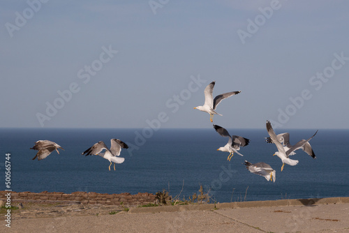 Gaviotas  Costa Brava  Mar Mediterr  neo.  Portbou  Catalu  a. Espa  a