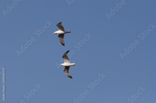 Gaviotas, Costa Brava, Mar Mediterráneo., Portbou, Cataluña. España