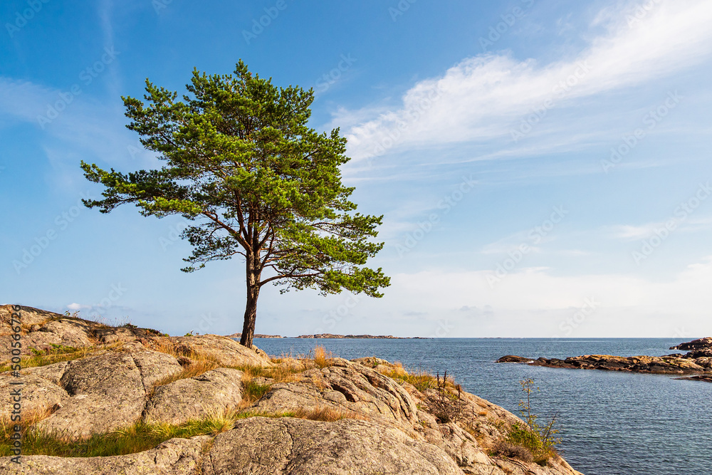 Landschaft mit Baum im Naturreservat Bøkeskogen in Norwegen