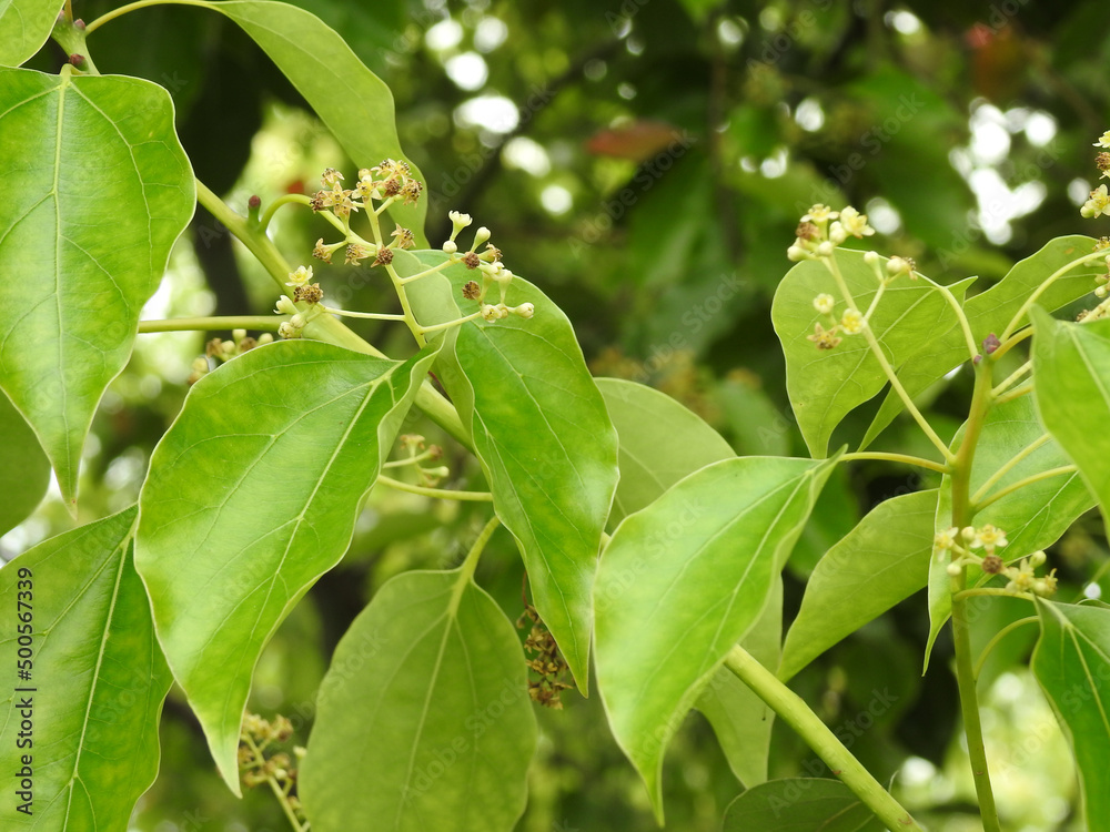 A close up shot of camphor laurel seeds and leaves with pollens