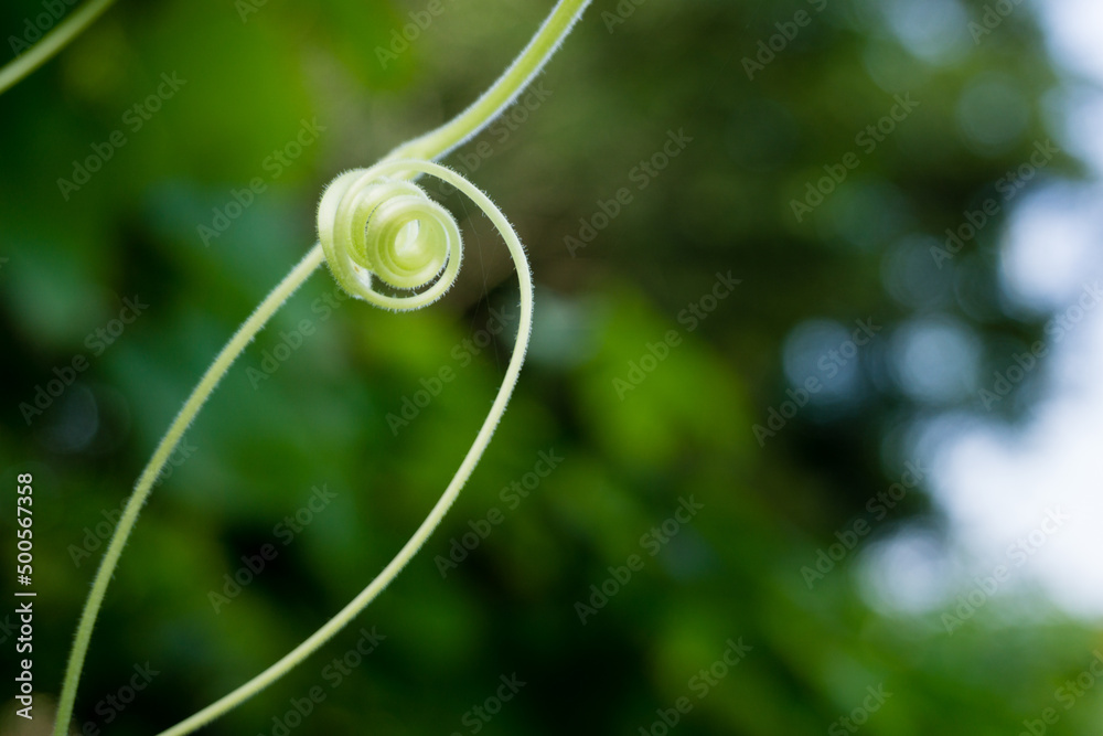 Vine, climbing plant tendrils isolated in an Indian garden with out of focus in natural settings. Vine, climbing plant tendrils isolated in an Indian garden with out of focus in natural settings.
