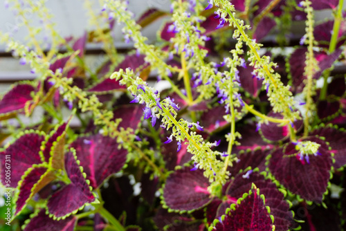 A closeup shot of Coleus scutellarioides, commonly known as coleus, is a species of flowering plant in the family Lamiaceae, native to southeast Asia through to Australia.