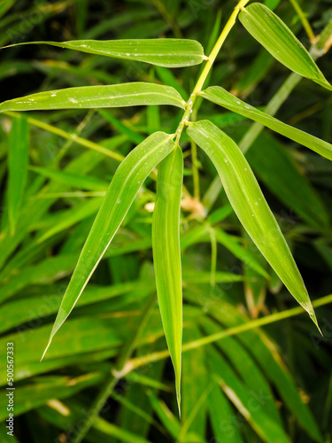 Bamboo Leaves. Bambusa tulda, or Indian timber bamboo, is considered to be one of the most useful of bamboo species. It is native to the Indian subcontinent, Indochina, Tibet, and Yunnan.