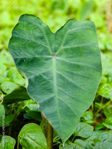 Quadro su tela Leaf of Taro plant, Colocasia esculenta is a tropical plant grown primarily for edible corms