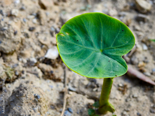 Foto Leaf of Taro plant, Colocasia esculenta is a tropical plant grown primarily for edible corms