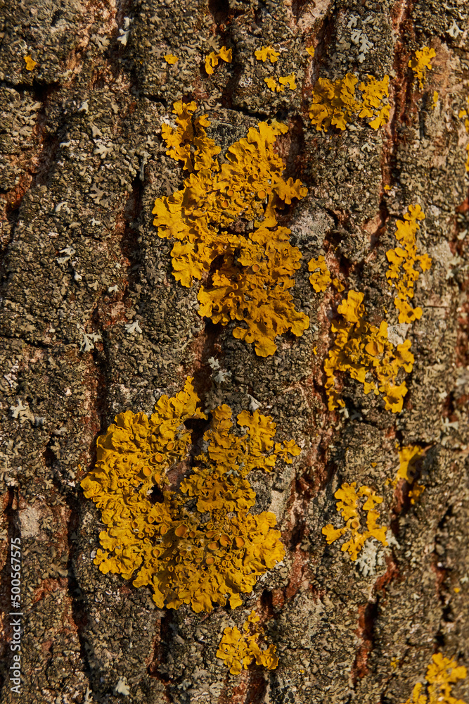 Wall Xanthoria (lat. Xanthoria parietina) is a lichen of the Telochistaceae family, a species of the Xanthoria genus on the bark of a tree. Wall Xanthoria (lat. Xanthoria parietina) is a lichen of the Telochistaceae family, a species of the Xanthoria genus on the bark of a tree.