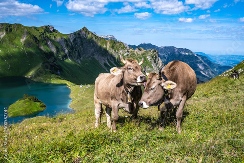 Kühe am Liebkosen und Putzen