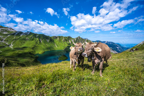 Kühe am Liebkosen und Putzen