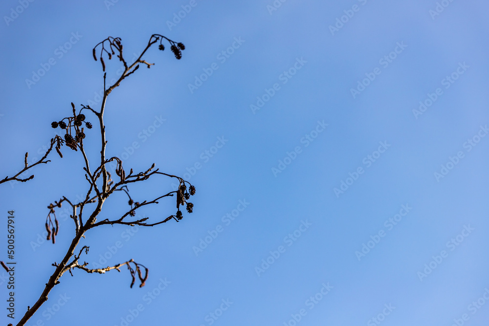 Alder tree Alnus branches and small cones catkins at autumn/winter/spring at blue sky background at left side. Alder twig dry cones and catkins at early spring sunny day Alder tree Alnus branches and small cones catkins at autumn/winter/spring at blue sky background at left side. Alder twig dry cones and catkins at early spring sunny day