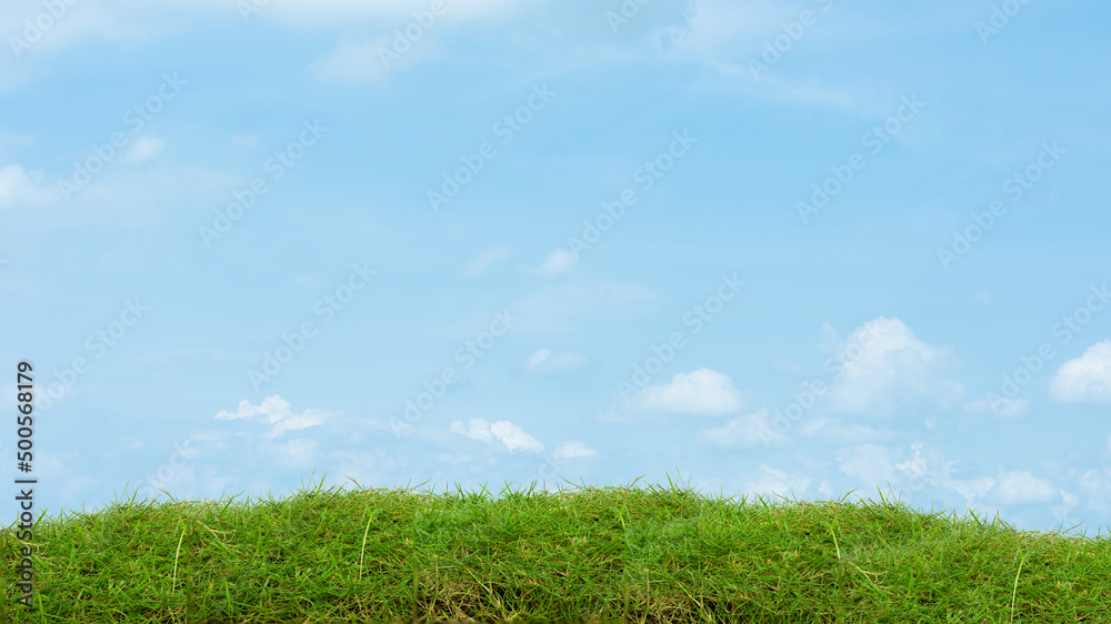 Fototapeta premium Green grass on blue sky nature background.