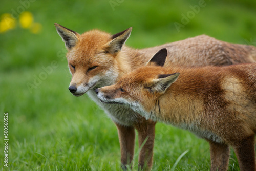 Pair of Red Foxes  Vulpes vulpes 