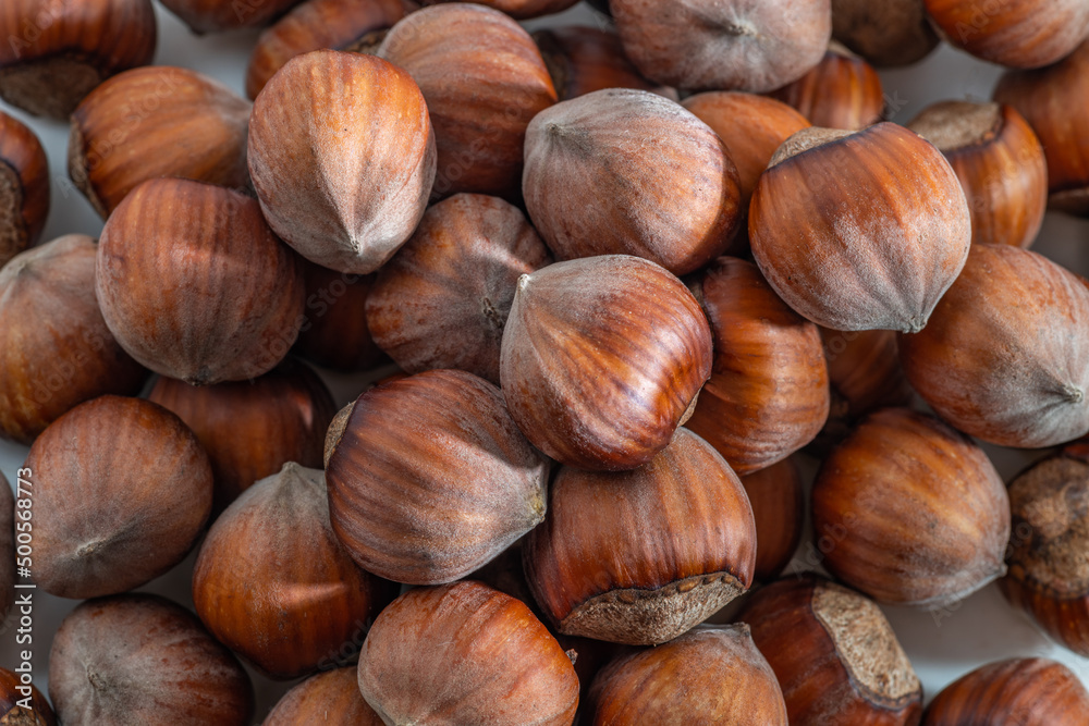 Hazelnuts in the shell. Round filbert, ripe fruit of a Corylus avellana hazel shrubs. Hazelnuts in the shell. Round filbert, ripe fruit of a Corylus avellana hazel shrubs.