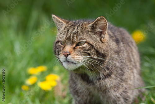 Scottish Widlcat (felis silvestris)