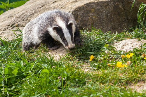 Young Badger (meles meles) in Woodland