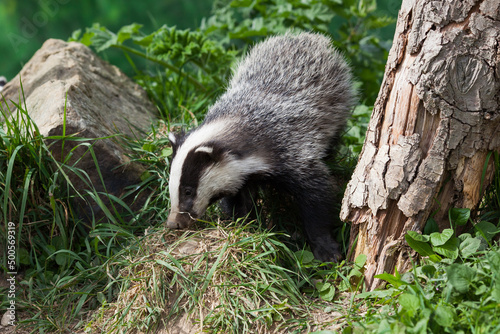 Young Badger (meles meles) in Woodland