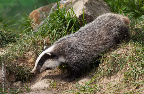 Young Badger (meles meles) Explored the Woodland