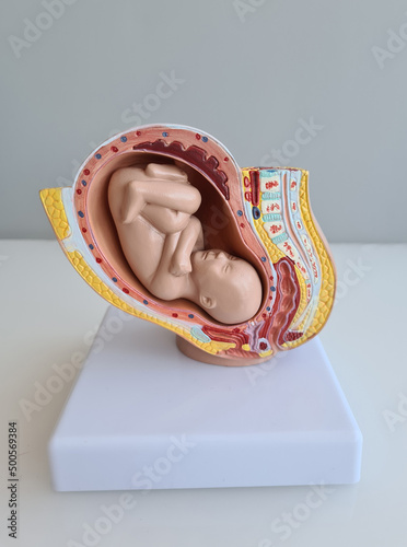 Embryo model fetus for classroom education closeup photo
