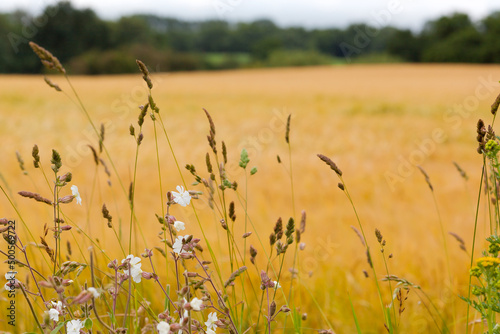 A Defocussed Golden Crop Field in Suffolk With Wild Flowers In Focus in the Foreground.  Depicting Nature coexisting with agrictulture.