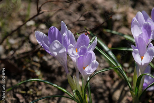 purple spring crocus flowers