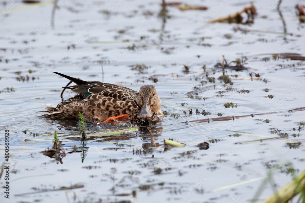 Female Northern Shoveler (Spatula clypeata) Swimming in a Lake Female Northern Shoveler (Spatula clypeata) Swimming in a Lake