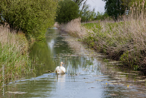 Fototapeta East Anglian Landscape Featuring a Swan (Ardea cinerea) on a Fen