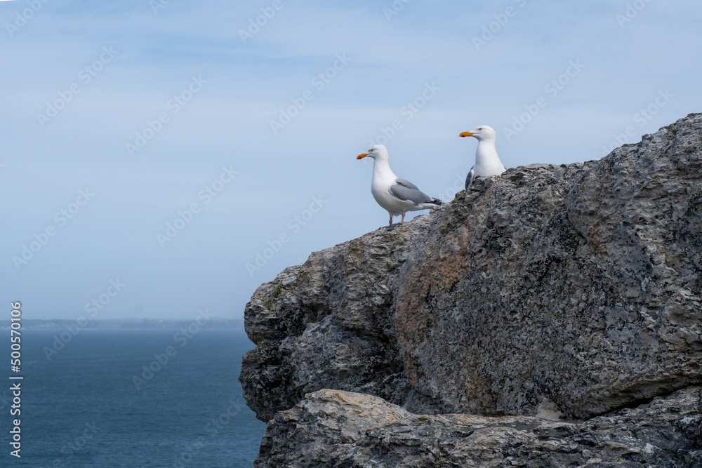 two seagulls on a rock with the sea in the background two seagulls on a rock with the sea in the background