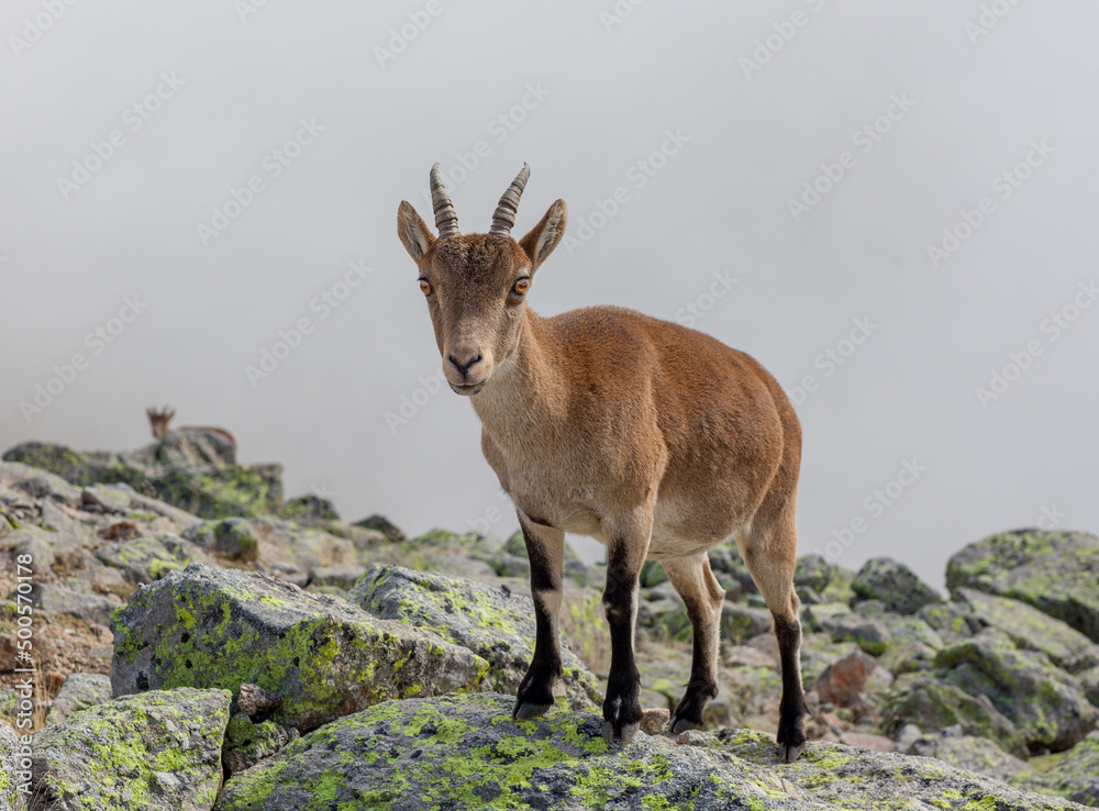 A female Gredos Ibex aka Western Spanish Ibex aka Western Iberian Ibex (capra pyrenaica victoriae). Background showing the mountain dropping away and the cloud below. A female Gredos Ibex aka Western Spanish Ibex aka Western Iberian Ibex (capra pyrenaica victoriae). Background showing the mountain dropping away and the cloud below.