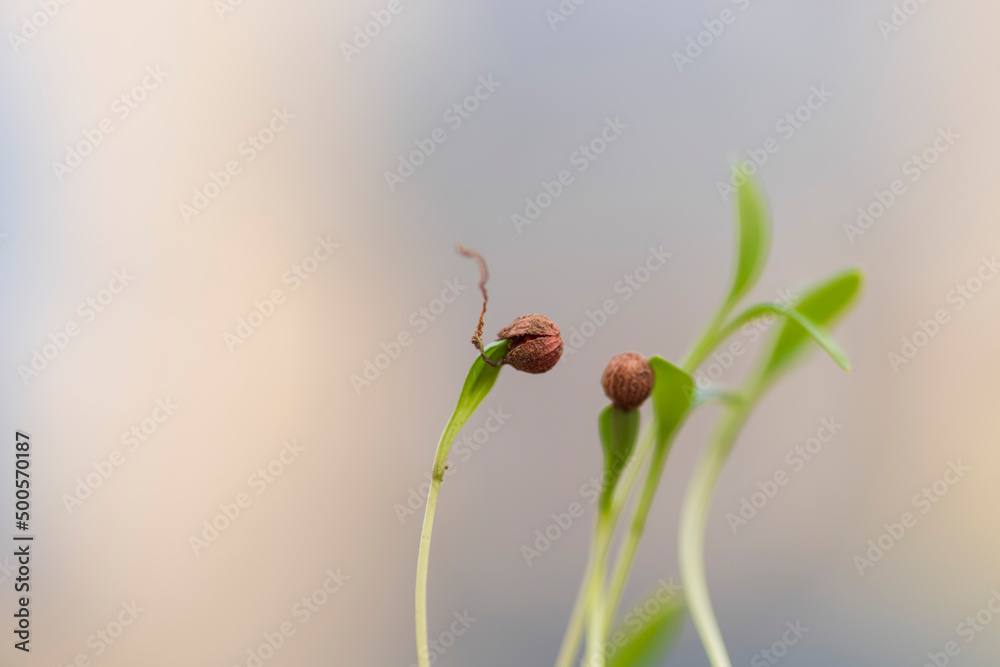 A sprout wearing a seed hat. the scene of germinating from a seed. sprouting vegetable seeds. sprouts and seeds. A sprout wearing a seed hat. the scene of germinating from a seed. sprouting vegetable seeds. sprouts and seeds.