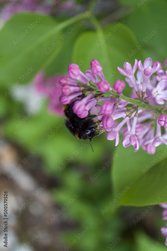 Bumblebee Bombus hortorum on a flower. Close up. Chernobyl Bumblebee Bombus hortorum on a flower. Close up. Chernobyl