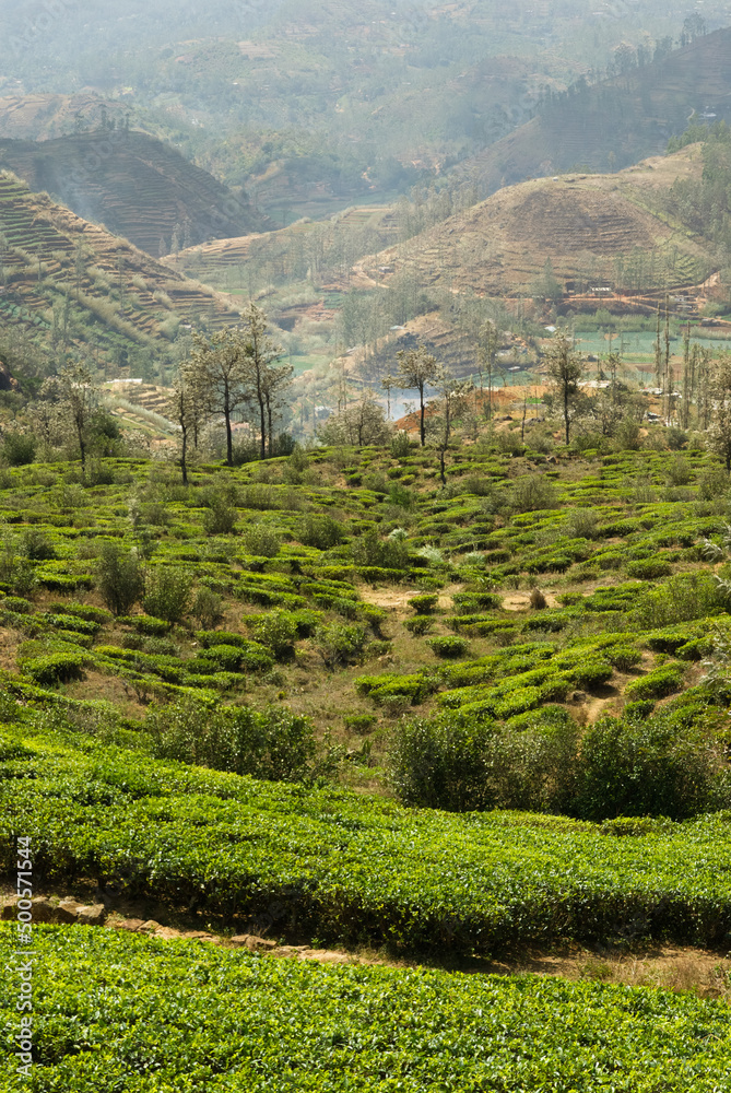 Tea plantation, Nuwara Eliya, Sri Lanka
